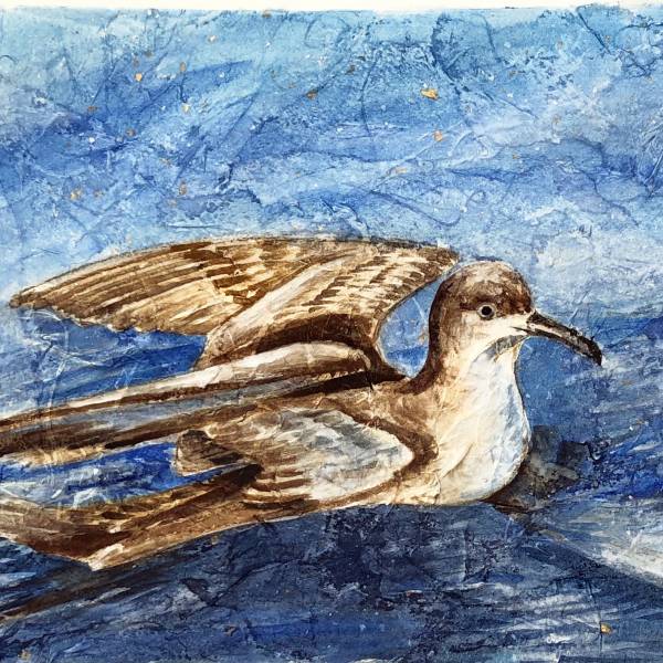 To escape the Med - or not. Where do Balearic Shearwaters go on migration?