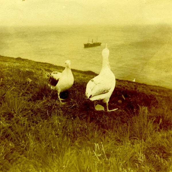 Shy or bold?  Different personalities among Wandering Albatrosses