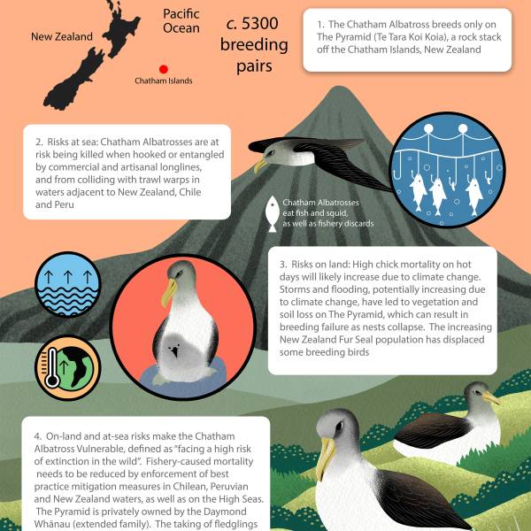 ACAP releases a Species Infographic for the Chatham Albatross, the 22nd in the series