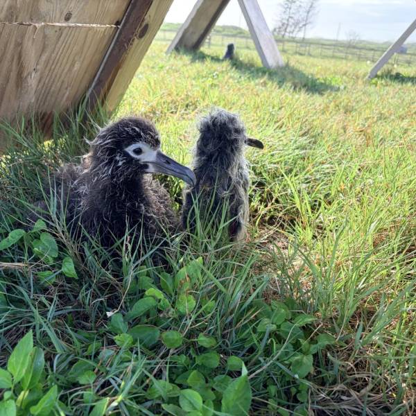 Creating an albatross colony with help from a bowling pin and a shaggy carpet