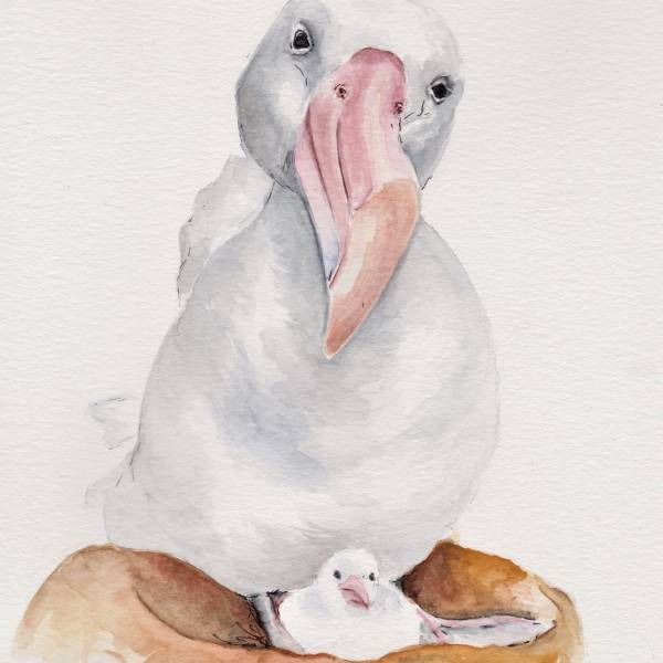 What controls age of first breeding in Wandering Albatrosses?