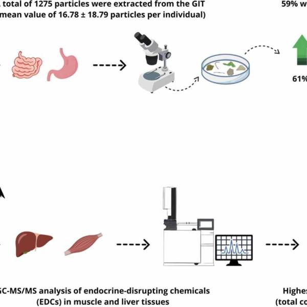 Co-occurrence of plastics and plastic additives in albatrosses and a petrel in the South Atlantic