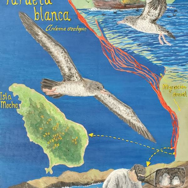 Pink-footed Shearwaters in the Canadian Pacific associate with oceanographic and geographic factors