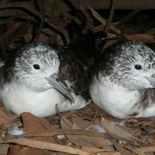 Immature Streaked Shearwaters make colony visits to ‘hang out’ with peers