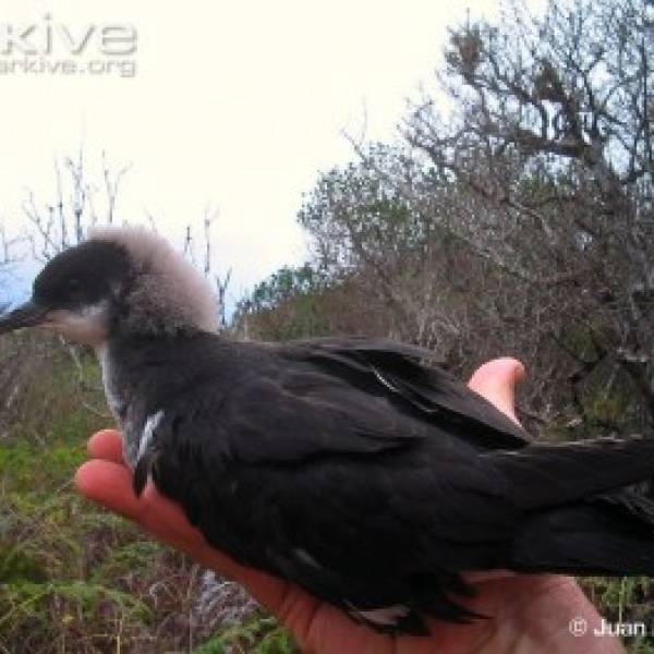 Conservation status of Mexico’s Critically Endangered Townsend’s Shearwater