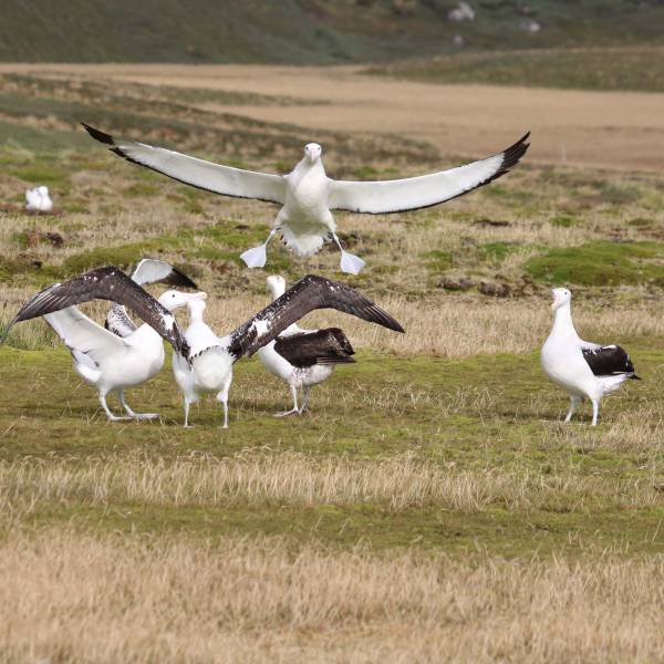 Age of first breeding has decreased in French Wandering Albatrosses since the 1970s