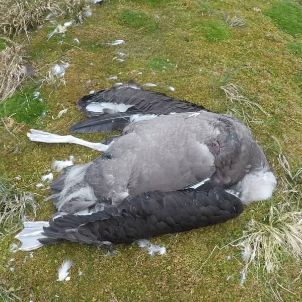 A public database to monitor high pathogenicity avian influenza in albatrosses and petrels