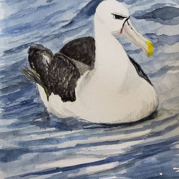 Identifying seabird bycatch recorded on onboard cameras on New Zealand fishing vessels