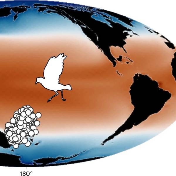 The rate of climate change poses the greatest threat to procellariiform diversity