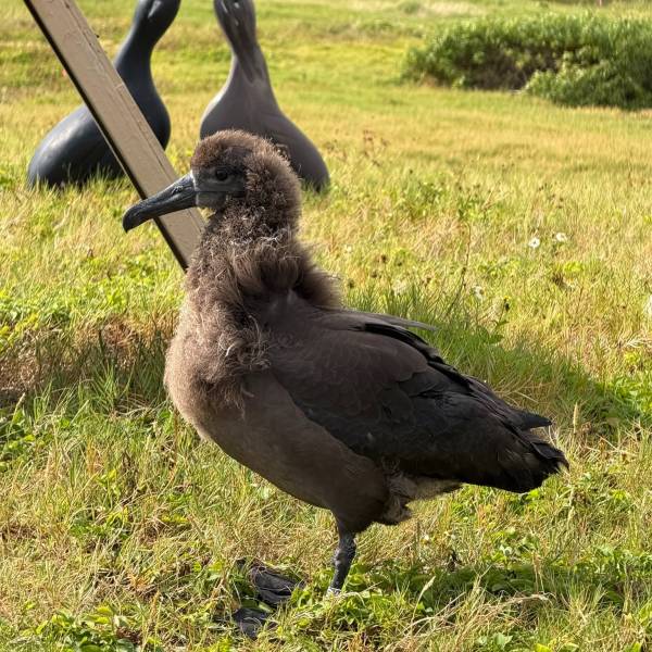 Day Two of ‘WADWEEK2026’. Translocated Black-footed Albatrosses are breeding in Hawaii’s James Campbell National Wildlife Refuge