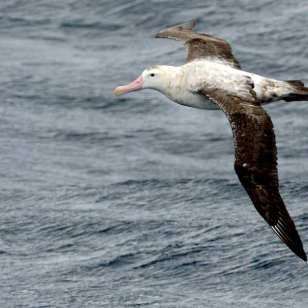 Subtropical anticyclones drive Wandering Albatross demography