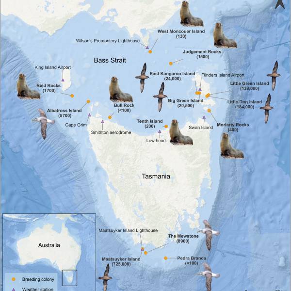 Extreme events affecting Tasmania’s Shy Albatrosses include heat, rainfall and waves