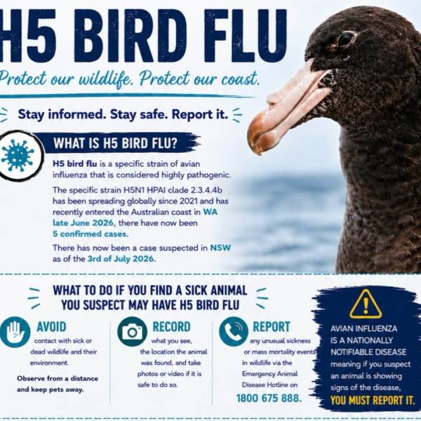 Beached giant petrels confirm Highly Pathogenic Avian Influenza has reached the Australian mainland