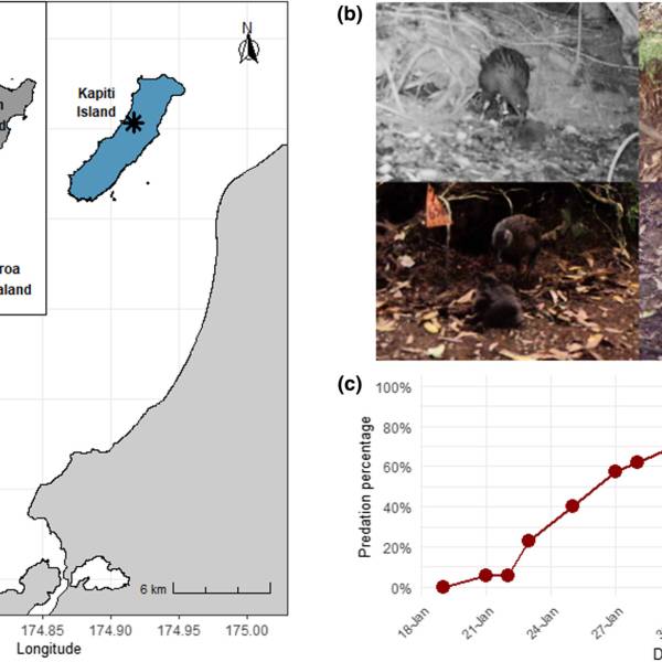 The Sooty Shearwater population on New Zealand’s Kapiti Island is decreasing in the presence of a native rail