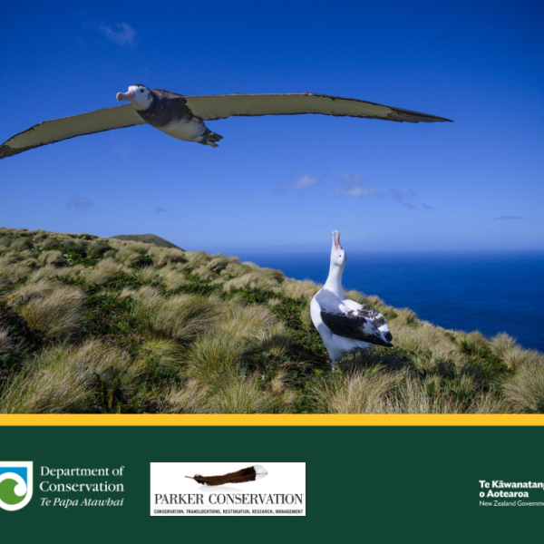 Research on Antipodean Albatrosses and White-chinned Petrels on Antipodes Island, 2025/26