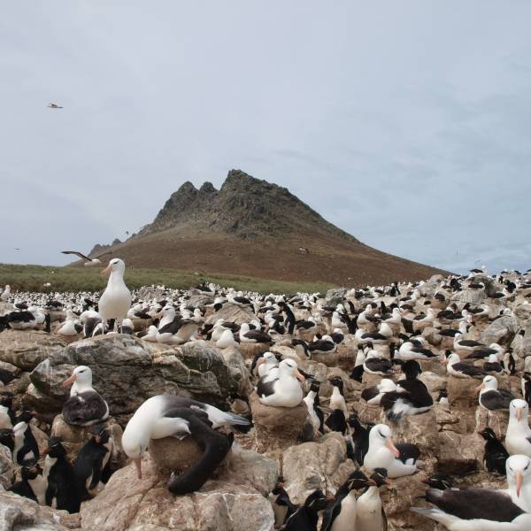 Annual Report summarizing the Seabird Monitoring Programme for the Falkland Islands/Islas Malvinas* is released for 2025/2026