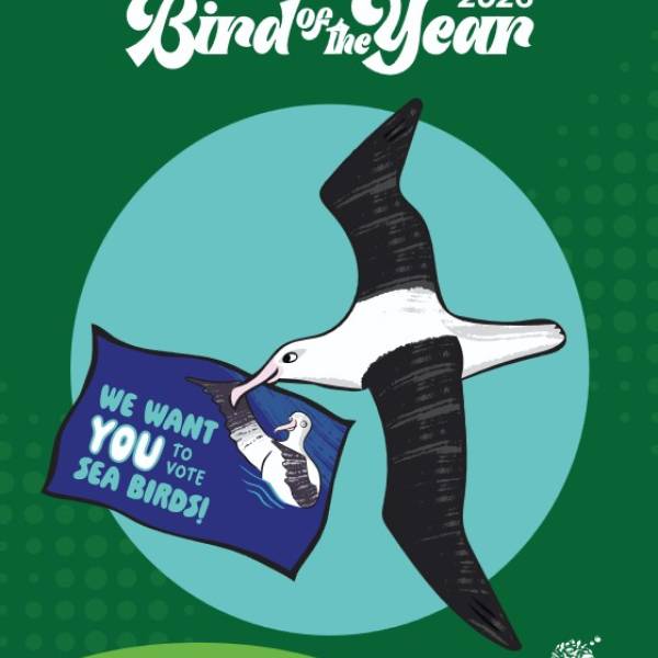 It’s BOTY time again in New Zealand, and you will be able to vote for the Endangered Northern Royal Albatross!