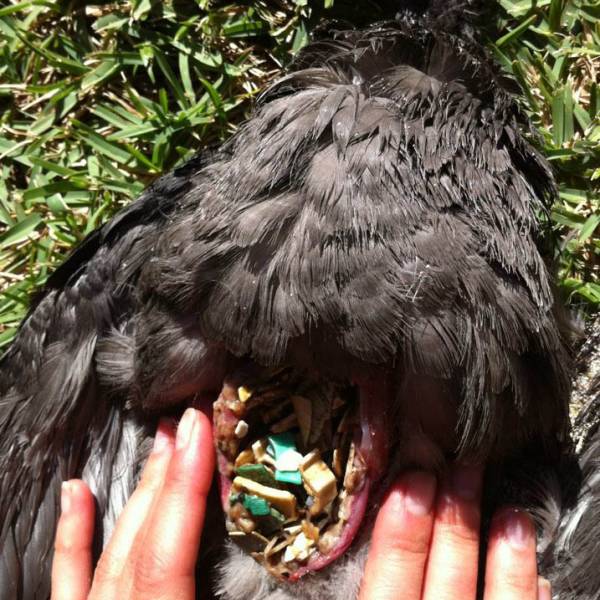 Ingested plastics reduce recruitment and survival of Flesh-footed Shearwaters on Lord Howe Island – a 15-year study