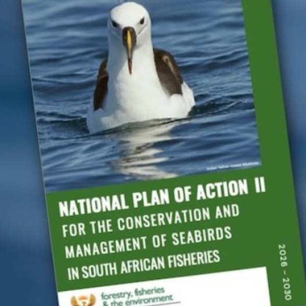 South Africa adopts a new National Plan of Action -Seabirds for 2026-2030