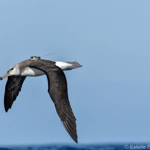 The current fate of young Black-browed Albatrosses predicts population decline in three generations