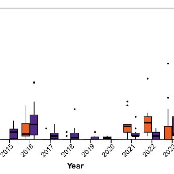 Flesh-footed Shearwaters on Lord Howe Island have been ingesting more plastic bottle tops in the last five years