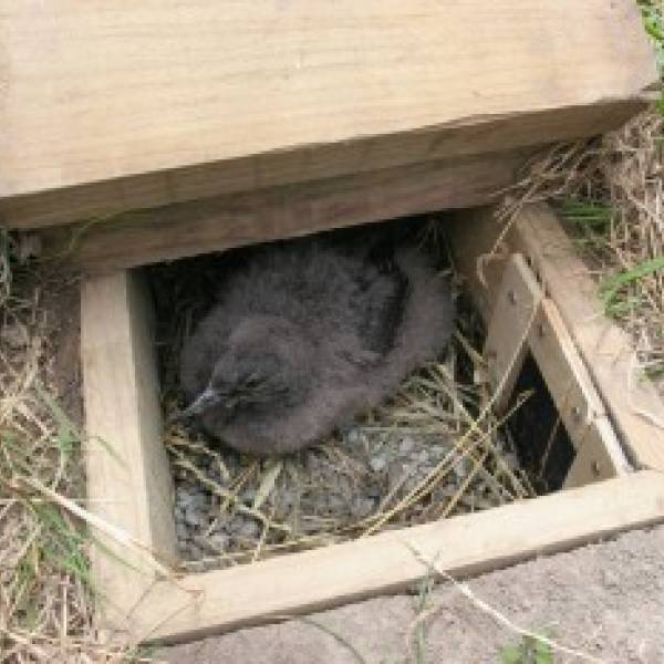 Translocating Fluttering Shearwaters on two New Zealand islands