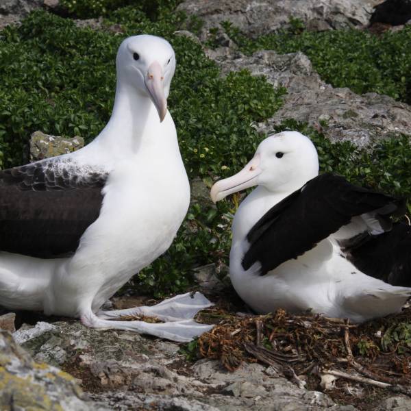 New Zealand’s Bird of the Year competition puts the Northern Royal Albatross into the top ten