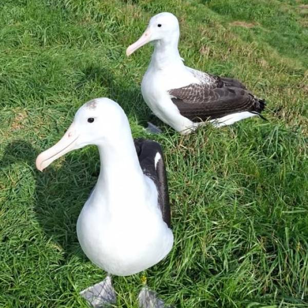 Time to ring the bells!  The first Northern Royal Albatross for the new breeding season at Pukekura/Taiaroa Head has been sighted