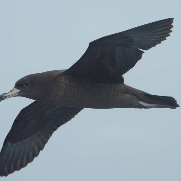 Does ingested plastic harm the kidneys of Flesh-footed Shearwaters?