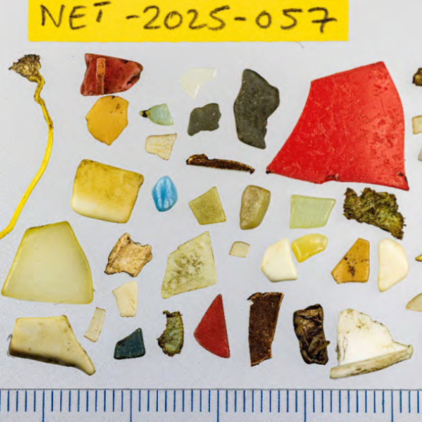 Slow progress to the year 2061?  Tracking plastic pollution in the North Sea via the Arctic Fulmar