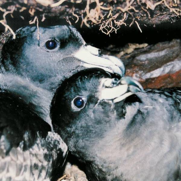 A campaign is underway to remove feral cats from New Zealand’s Great Barrier Island, home of the threatened Black Petrel