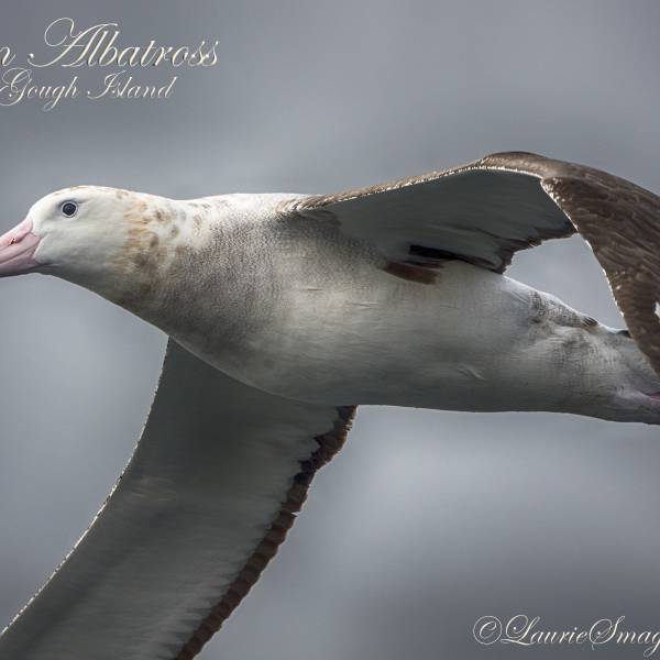 Seabird tracking can help decide on new Marine Protected Areas