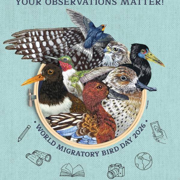 World Migratory Bird Day 2026 is being celebrated today