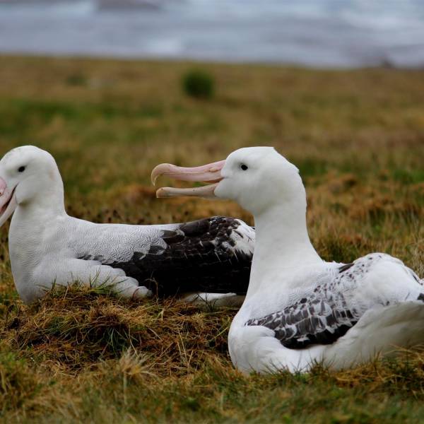 Parental effort and coordination in Black-browed and Wandering Albatrosses