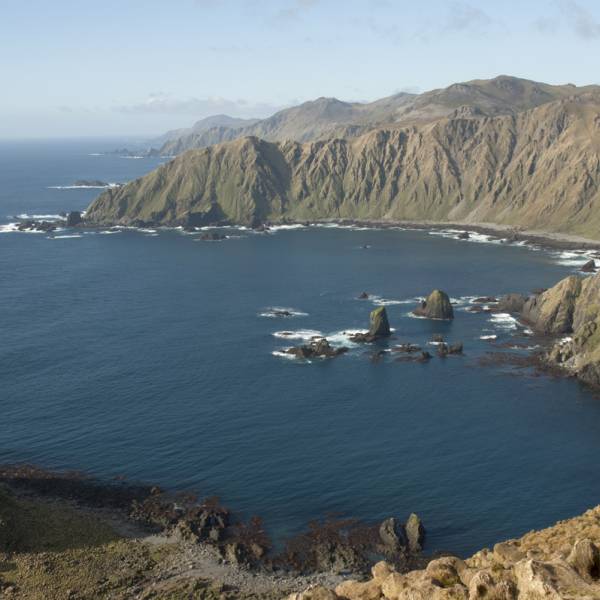Highly Pathogenic Avian Influenza reaches yet another sub-Antarctic island