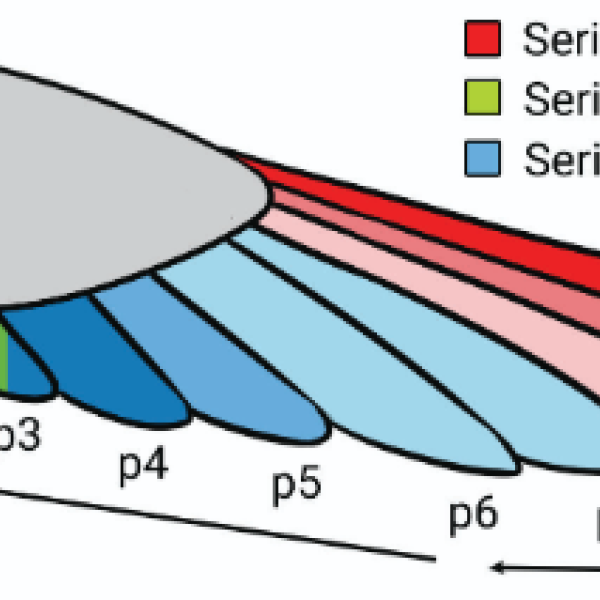 Stepwise primary moult in juvenile albatrosses: a photo study