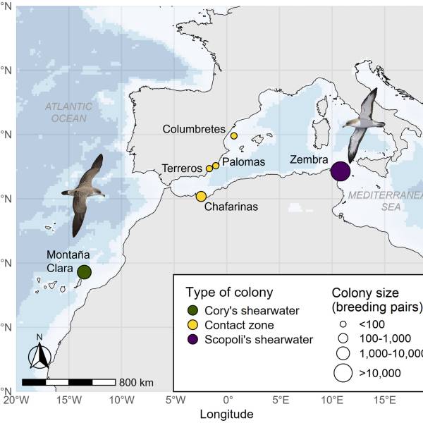 Hybrid Cory’s/Scopoli’s Shearwaters take an intermediate route to their wintering grounds