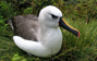 Albatros pico fino del Atlántico