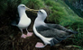 Albatros de  Buller