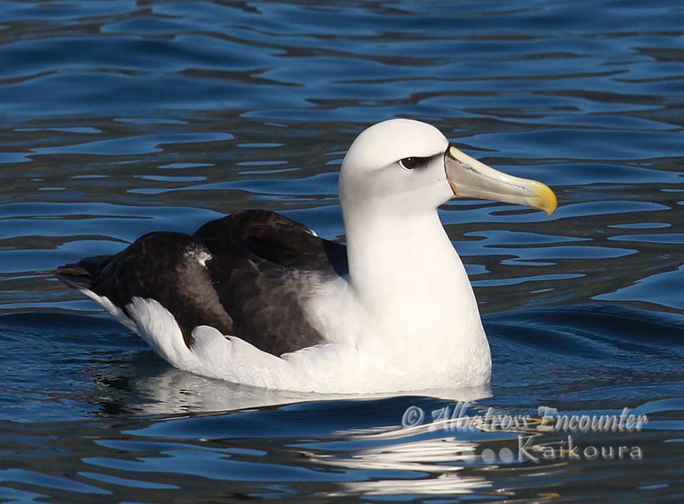Colouring in White capped Albatross, Diana Andersen