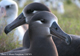 Albatros de patas negras