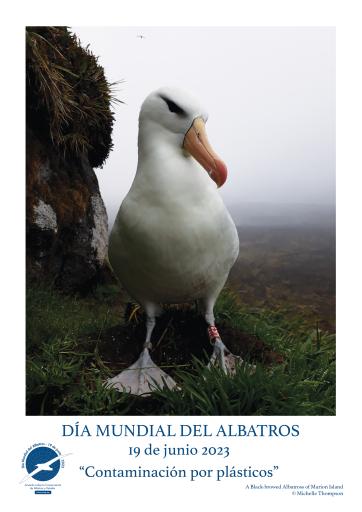 A Black-browed Albatross by Michelle Thompson - Spanish