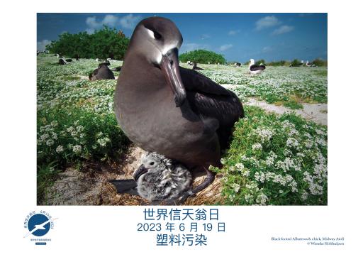 A Black-footed Albatross & chick by Wieteke Holthuijzen - Simplified Chinese