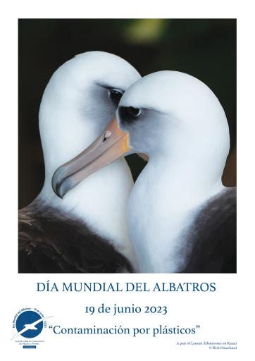 A Pair of Laysan Albatrosses on Kauai by Hob Osterlund - Spanish
