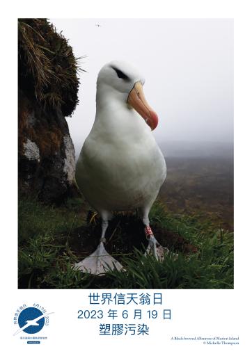 A Black-browed Albatross by Michelle Thompson - Traditional Chinese