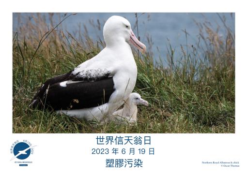 Northern Royal Albatross and chick by Oscar Thomas - Traditional Chinese