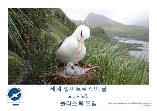 A Black-browed Albatross and chick by Erin Taylor - Korean