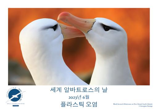 Black-browed Albatrosses by Georgina Strange - Korean