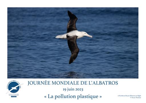 Northern Royal Albatross in flight by Oscar Thomas - French