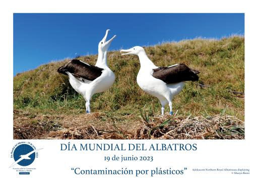 Northern Royal Albatrosses displaying by Sharyn Broni - Spanish
